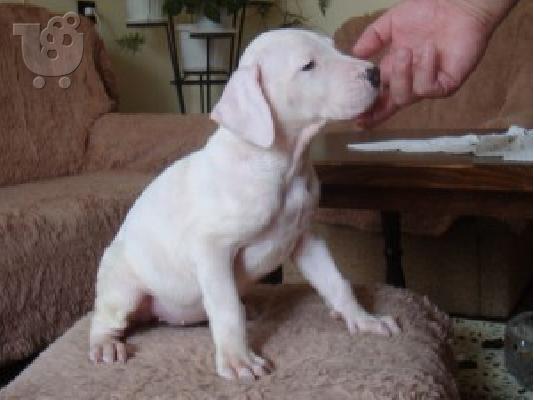 PoulaTo: DOGO ARGENTINO